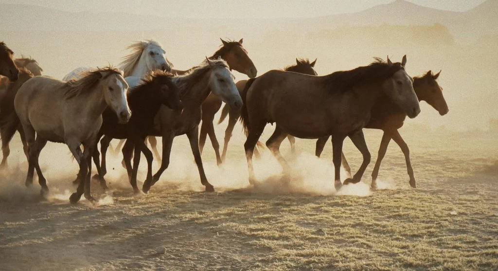 Wild horses benefiting from cooperative group living