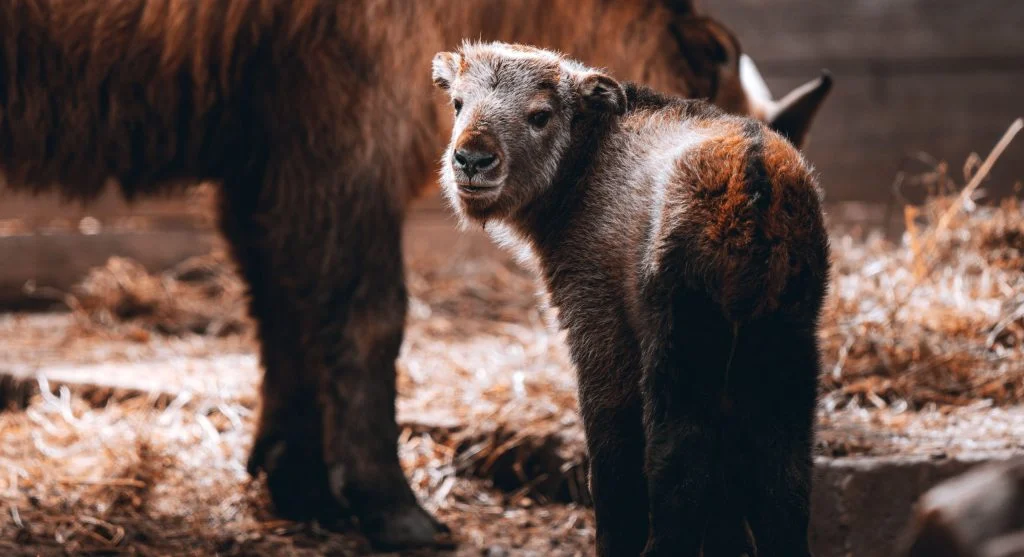 Young musk ox protected by adult herd members