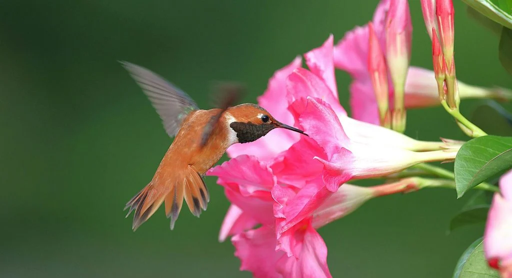 hummingbird feeding from flower