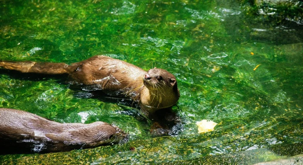 River otter thriving within a healthy freshwater ecosystem