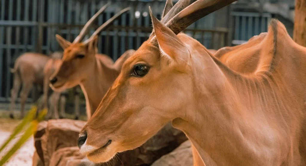 Detailed view of the saiga antelope's specialized nose