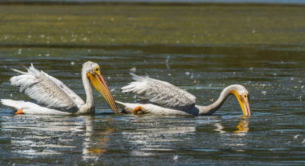 pelicans gathering in wetlands