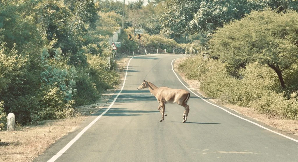 How Wildlife Crossings Over Highways Are Helping Animals Move Safely Again