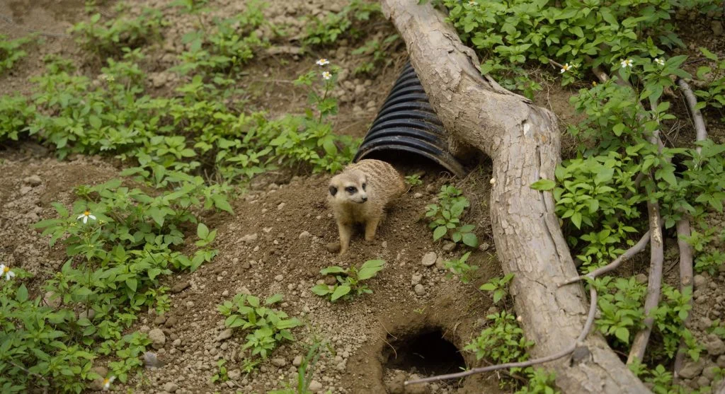 Wombat returning to underground shelter for protection
