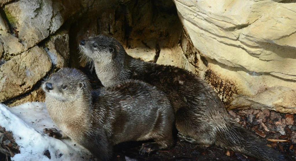 River otters engaging in social behavior during winter