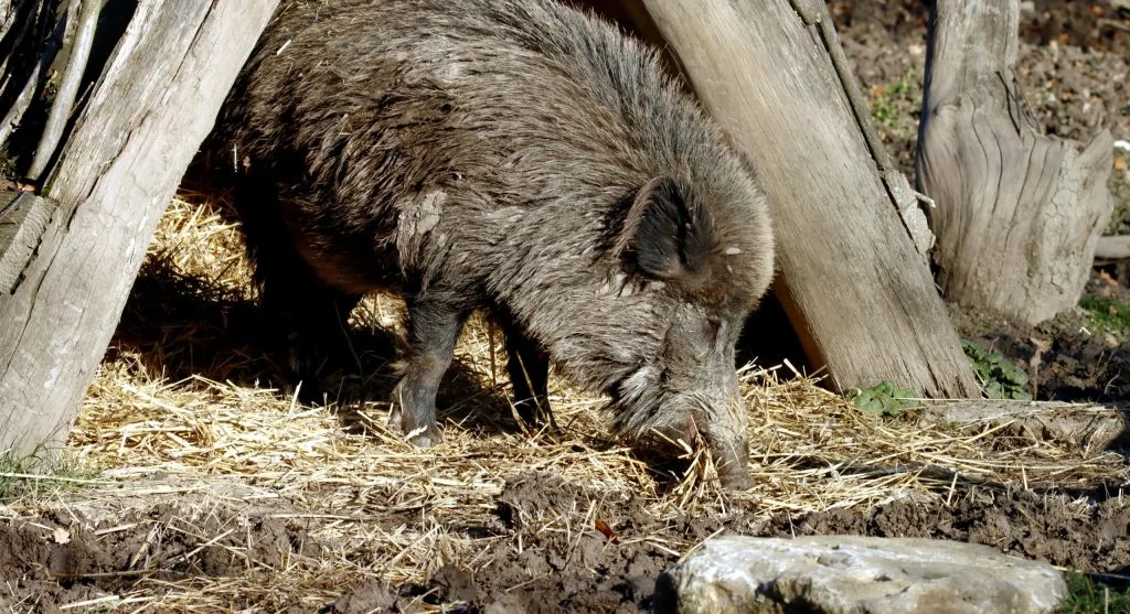 Wild boar using mud to stay cool in hot weather