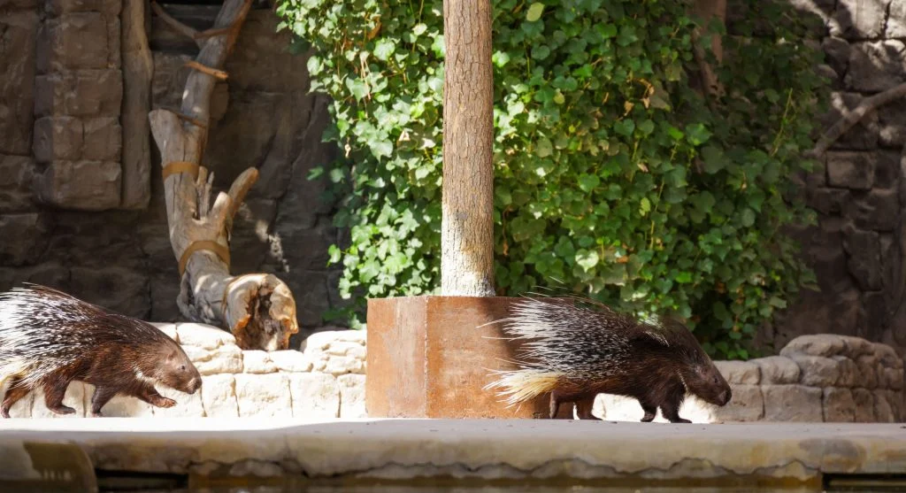 Porcupine displaying defensive posture toward potential threat