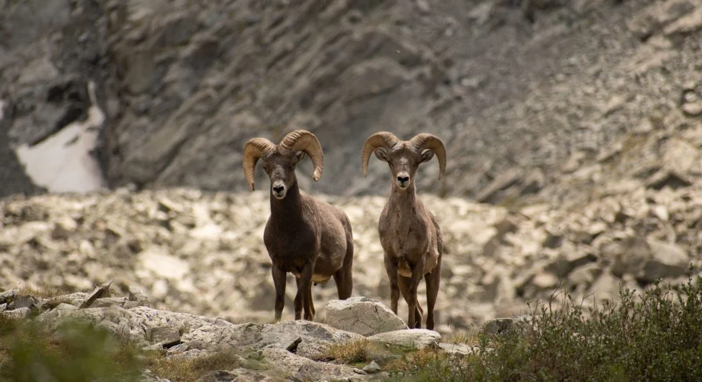 Bighorn sheep facing each other on a mountain slope