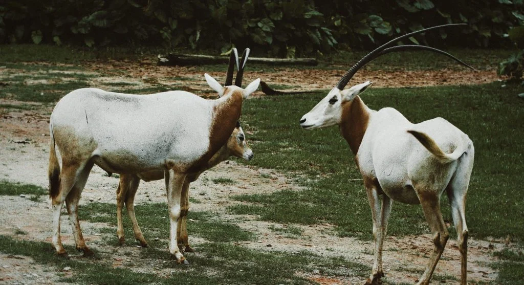 Saiga antelope displaying its unusual enlarged nose