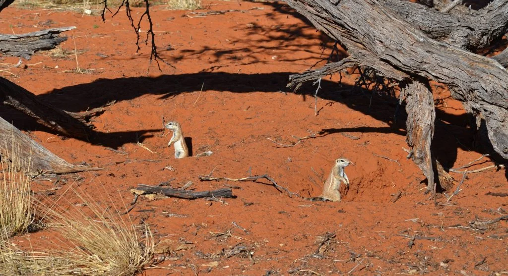 Extensive wombat burrow network beneath natural habitat