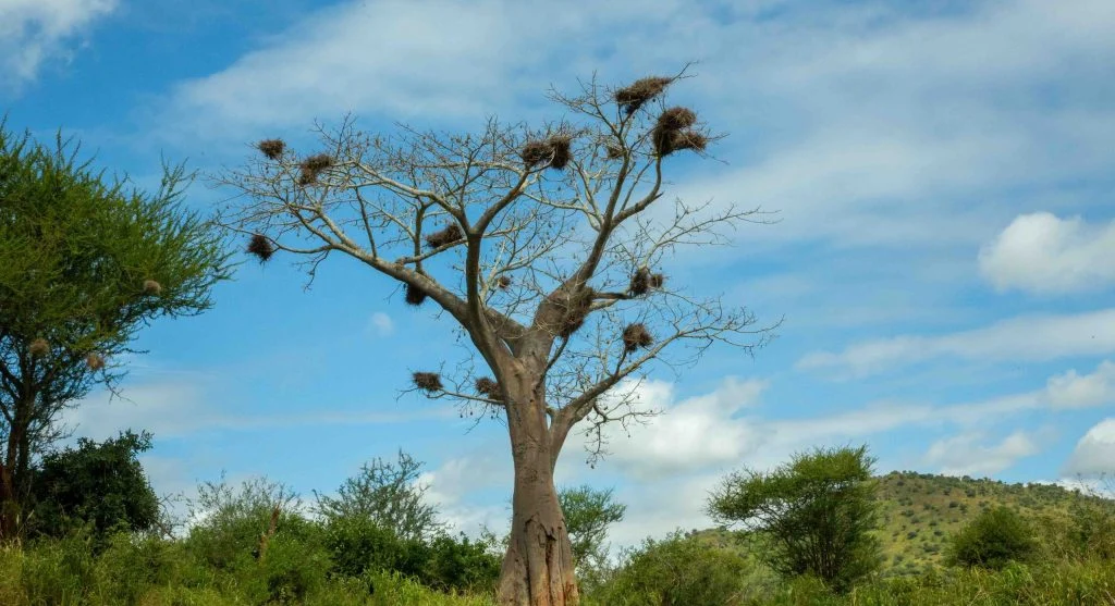 Massive baobab tree growing in a dry African landscape
