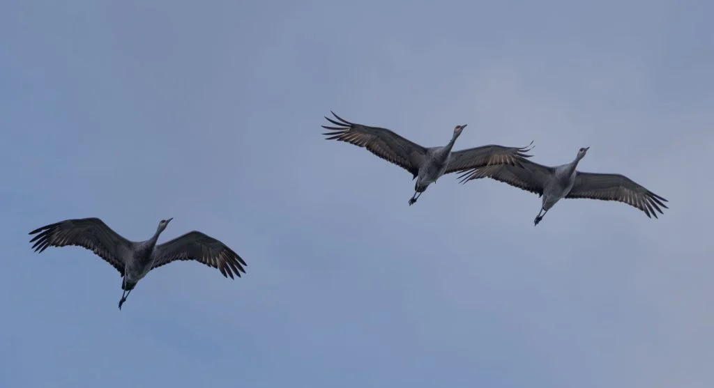 Sandhill cranes continuing migration after leaving a stopover site