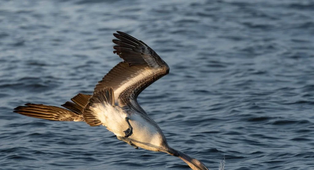 Northern gannet diving into the water after spotting fish