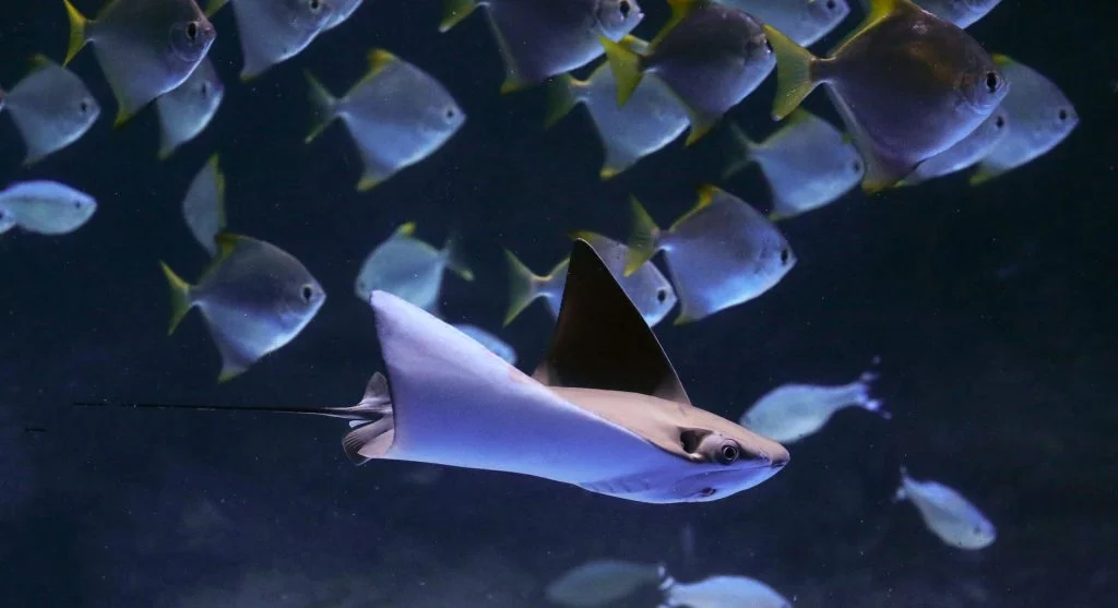 flying fish gliding above ocean