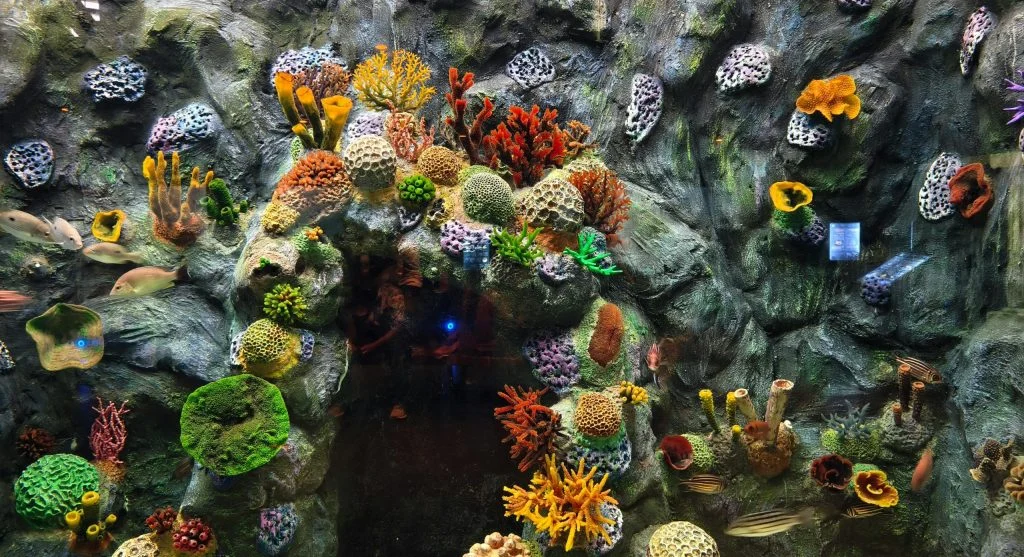 artificial coral reef marine life
