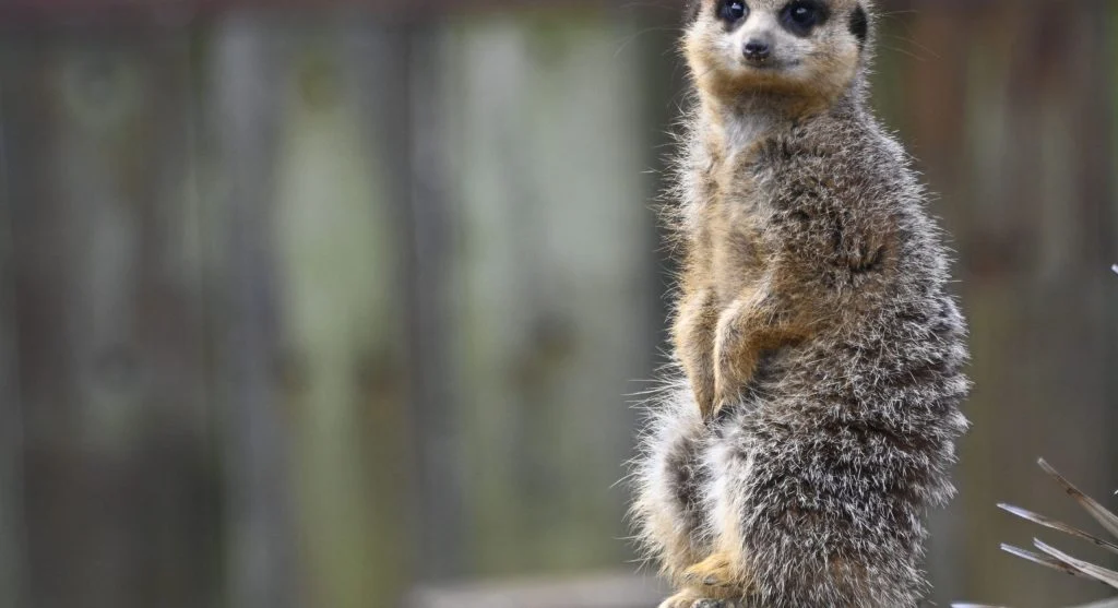 Meerkat acting as a lookout while the group searches for food