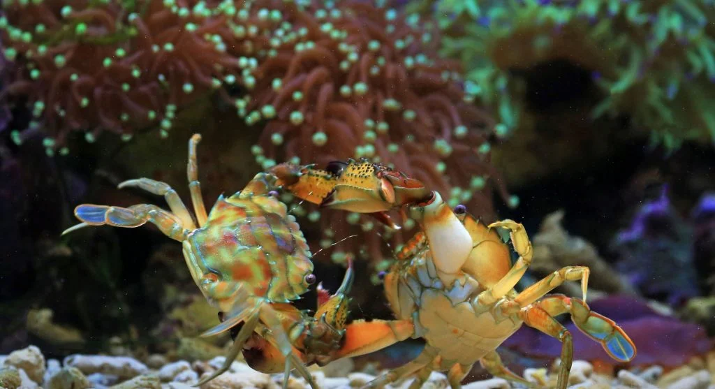 Mantis shrimp using advanced vision to monitor its environment