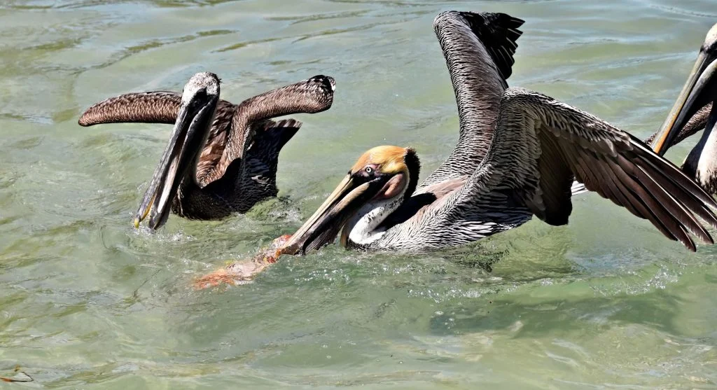 pelicans cooperating in shallow water