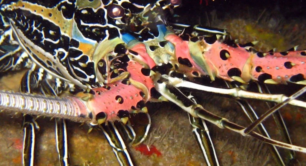 Mantis shrimp guarding its reef shelter