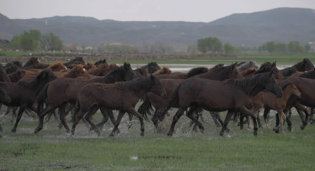 Wild horse band traveling together across grassland habitat