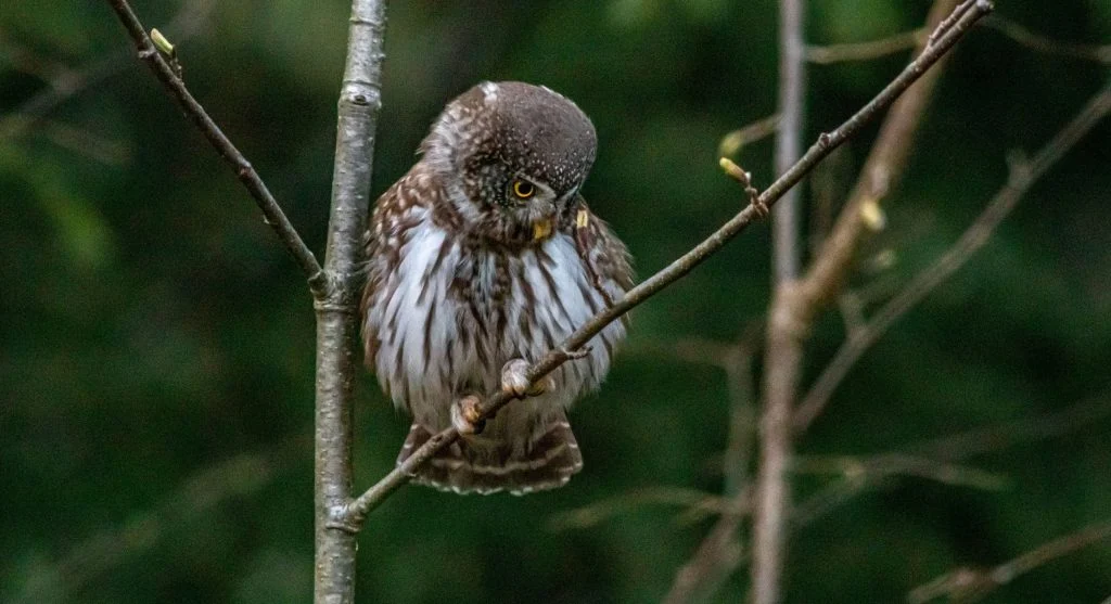 Owl displaying remarkable neck flexibility