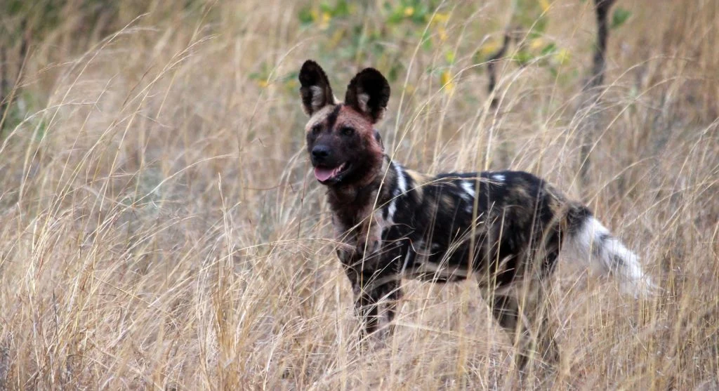 Why African Wild Dogs Vote Before Deciding to Hunt