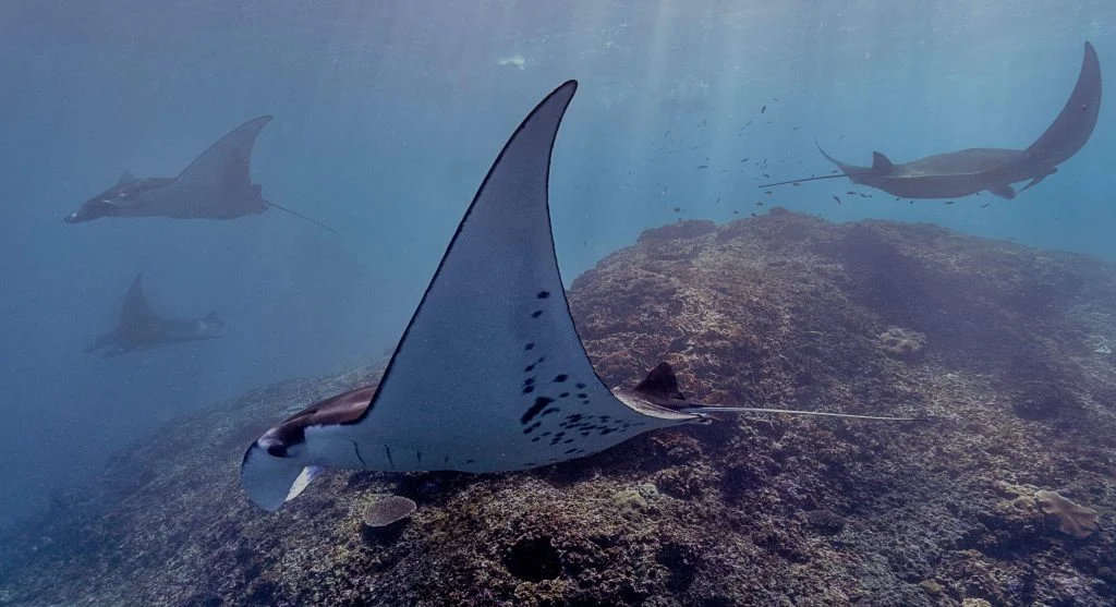 manta ray swimming in coral reef