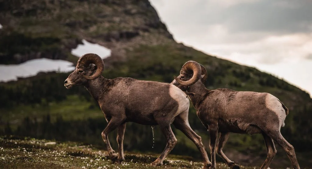 Mature bighorn sheep showing impressive horn growth