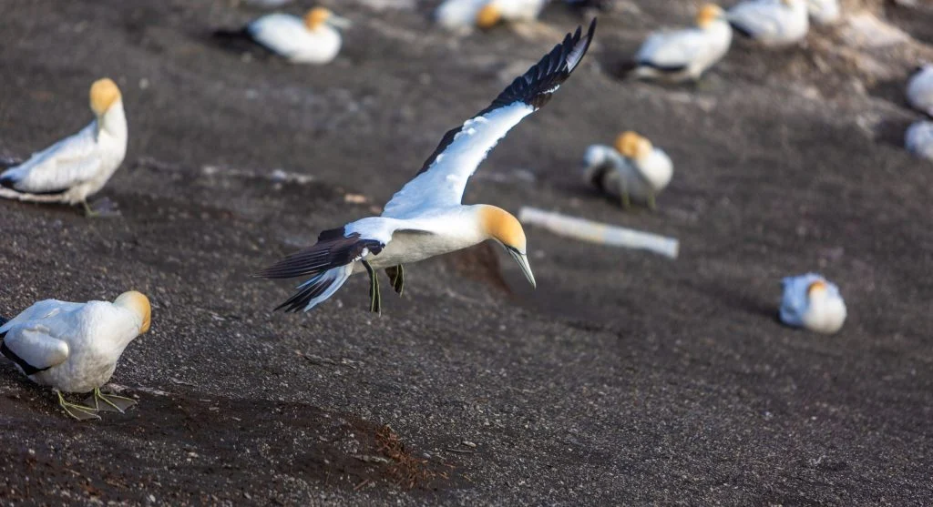 Northern gannet preparing to dive toward the ocean surface
