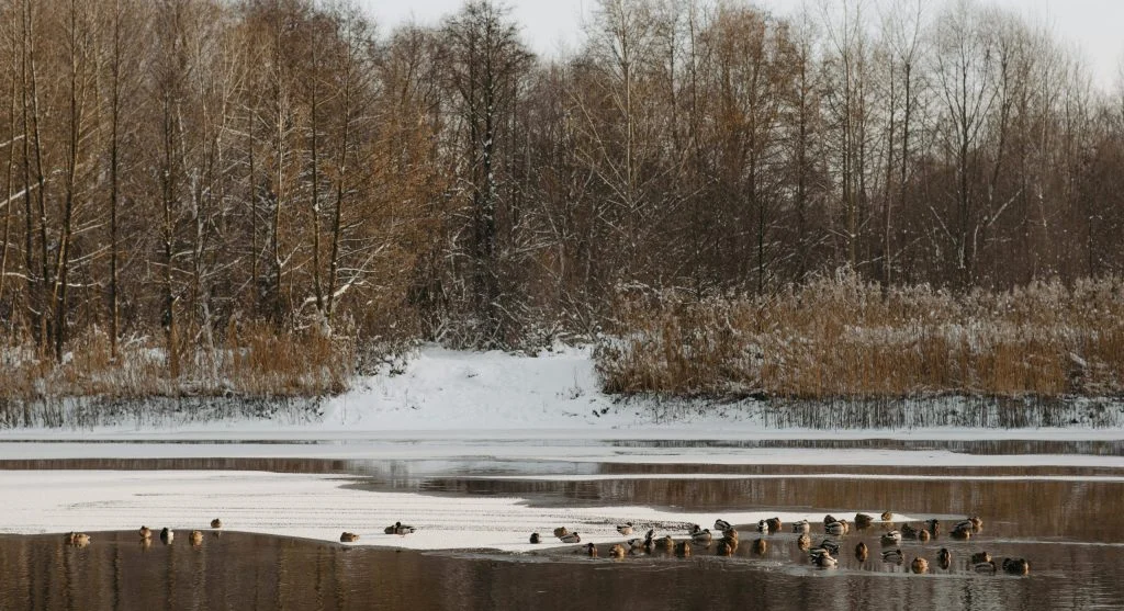 River otter sliding down a snowy riverbank in winter habitat