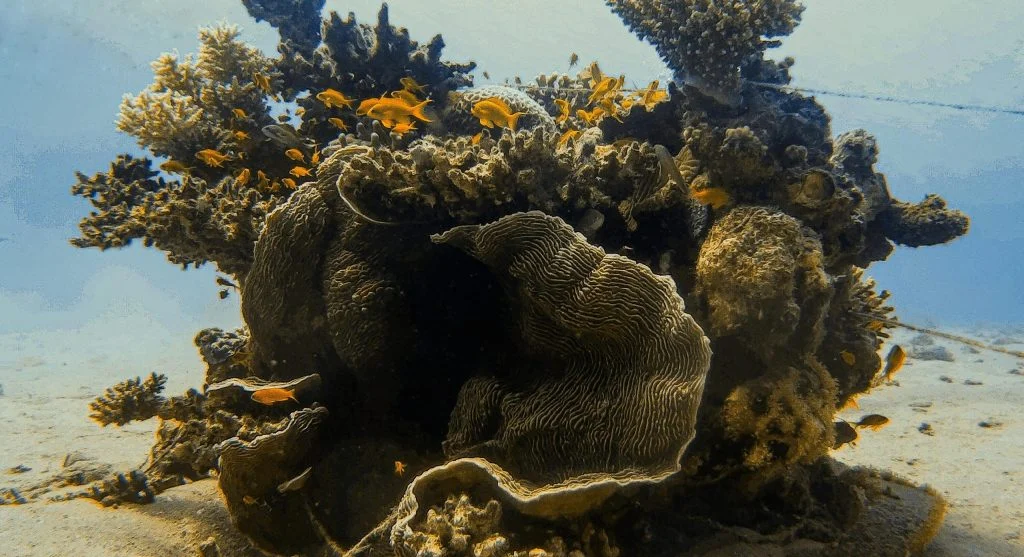 artificial reef marine habitat restoration