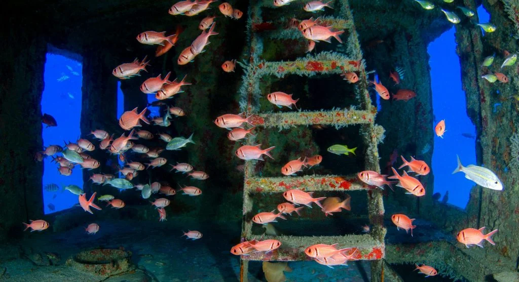marine life thriving on artificial reef