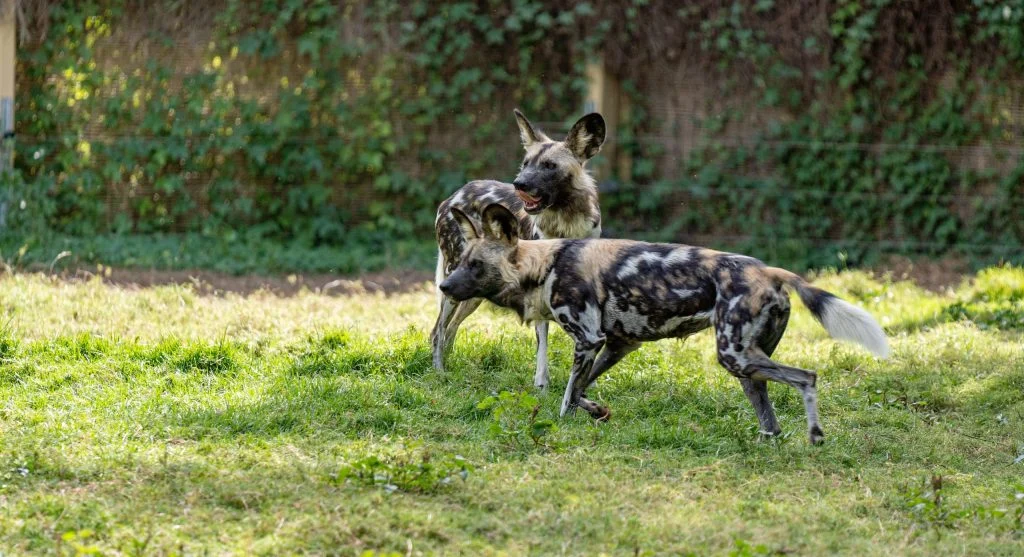 Wild dog pack maintaining social bonds after hunting