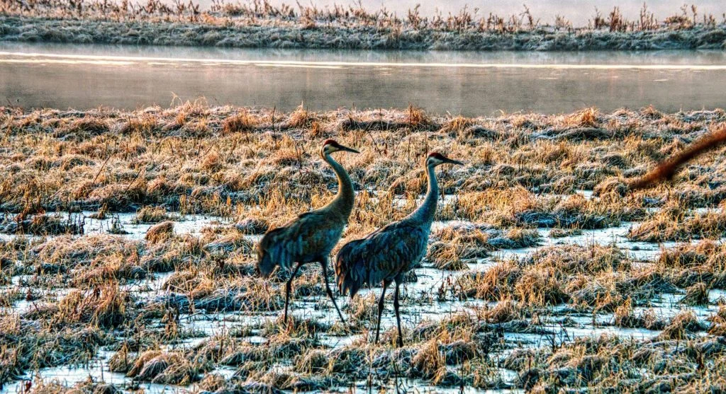 Sandhill cranes resting safely in wetland habitat