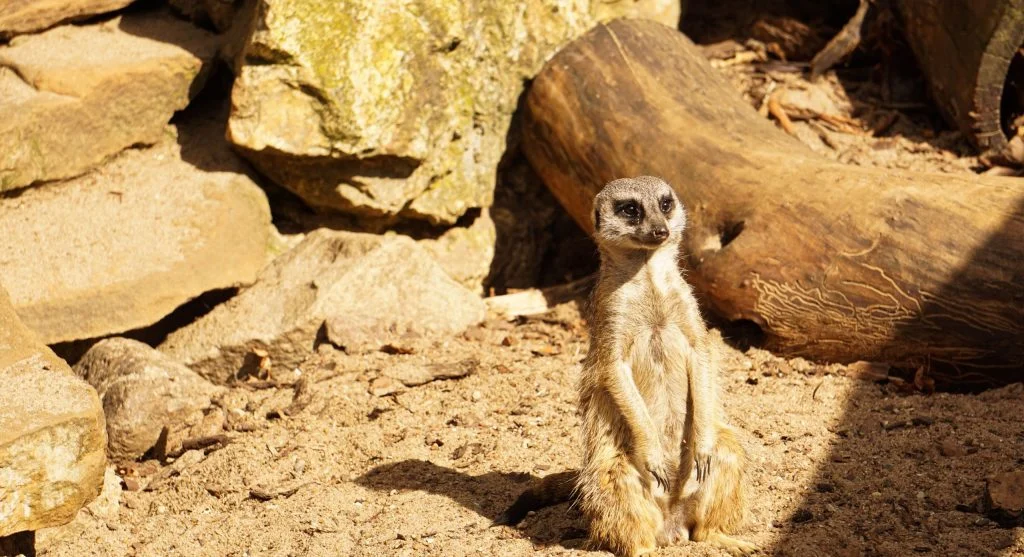 Meerkat scanning the horizon for potential threats