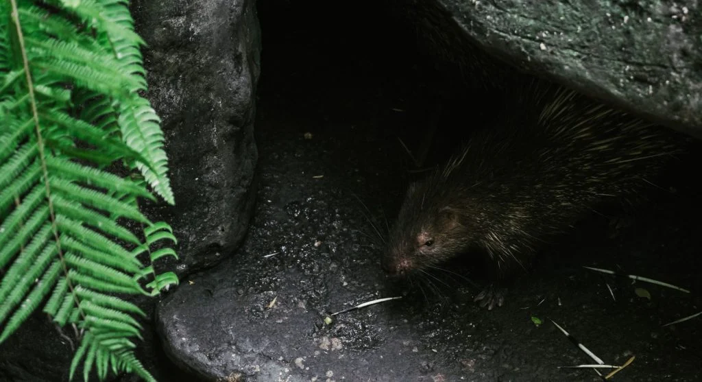 Porcupine using climbing skills to access food resources