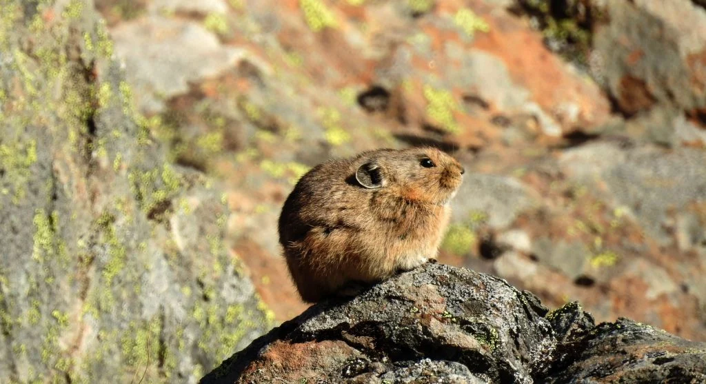Pika gathering food for winter storage