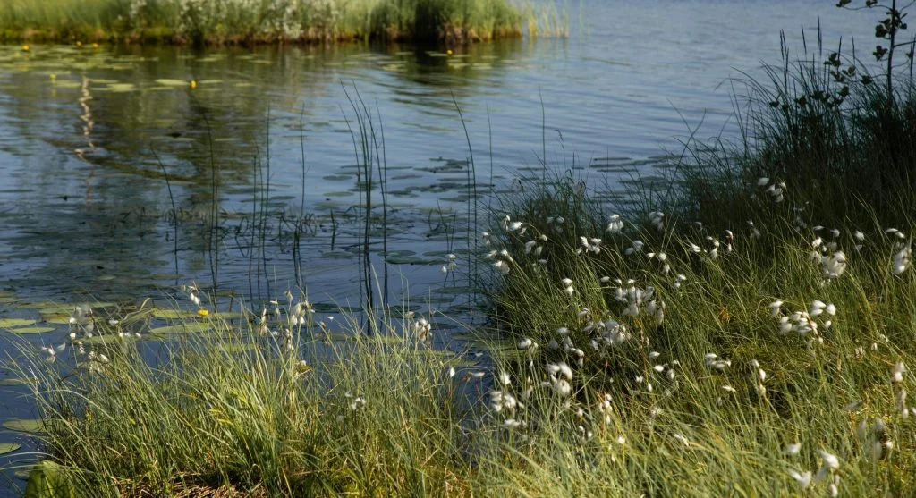 Moose feeding on aquatic plants in freshwater habitat