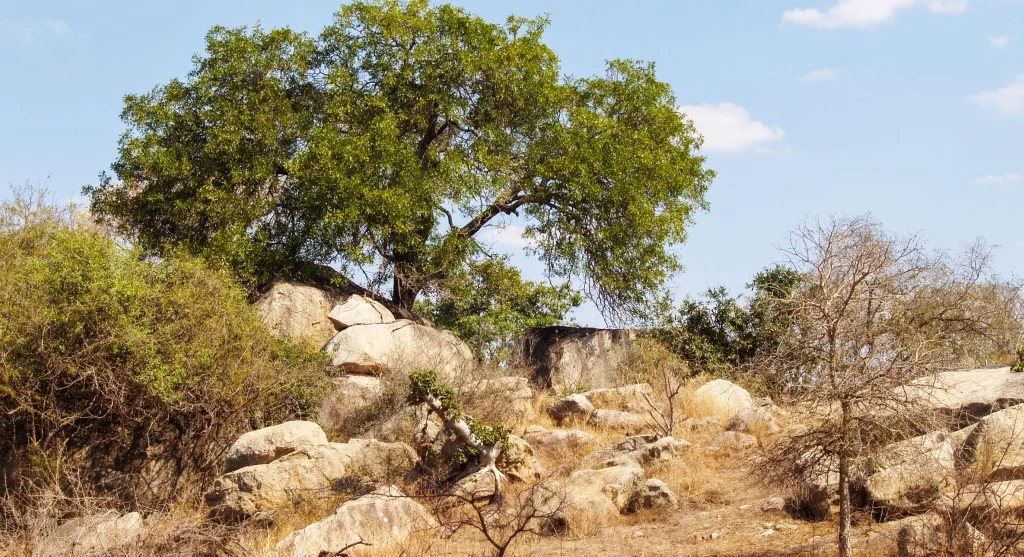 Baobab tree providing shelter within a dry ecosystem