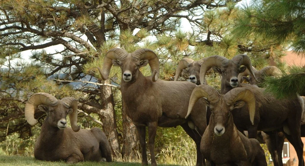 Bighorn sheep competing during mating season