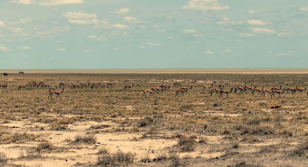 Fast-moving saiga antelopes crossing open habitat