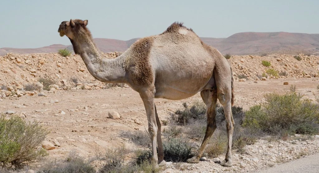 camel in desert with hump