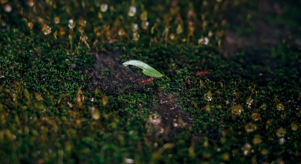 leafcutter ants tending fungus underground