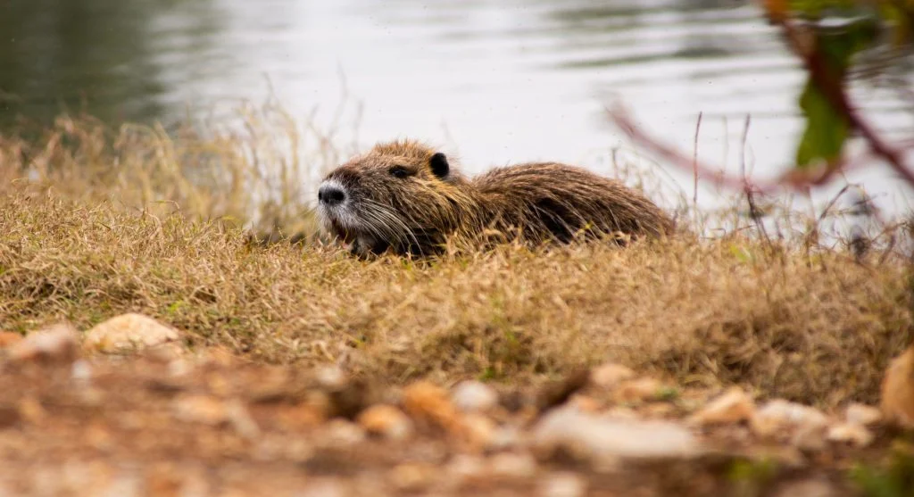 beaver transporting wood to dam