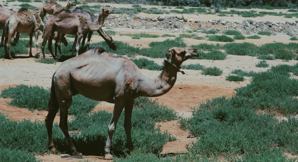 camel drinking water in desert