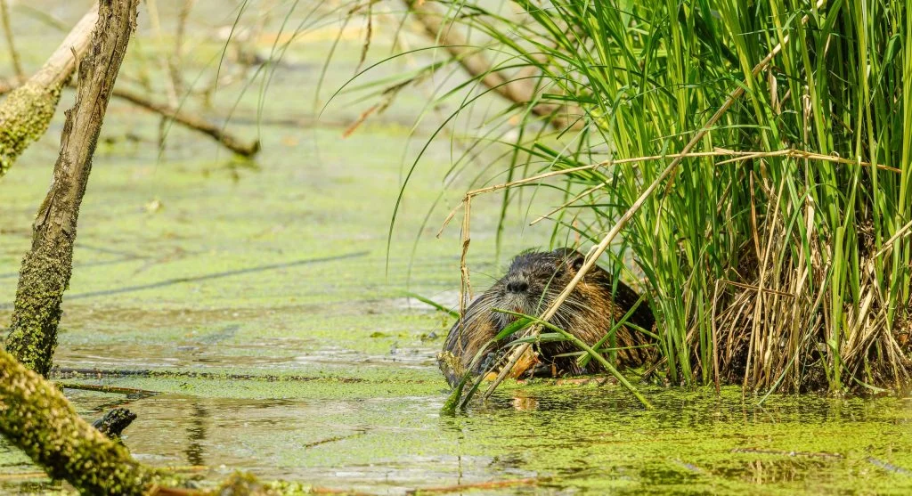 beaver dam in wetland habitat