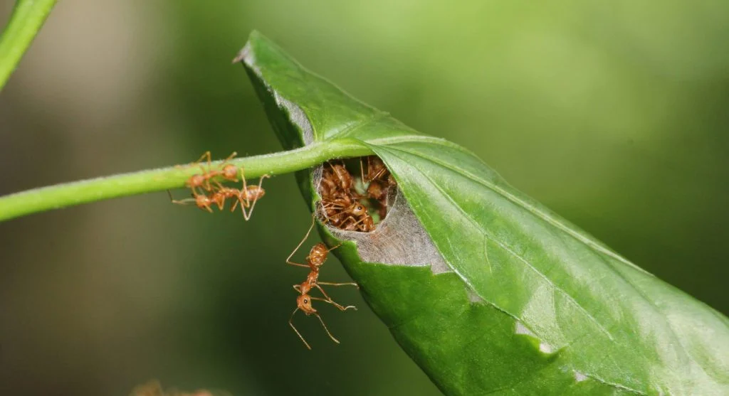 leafcutter ants carrying leaves