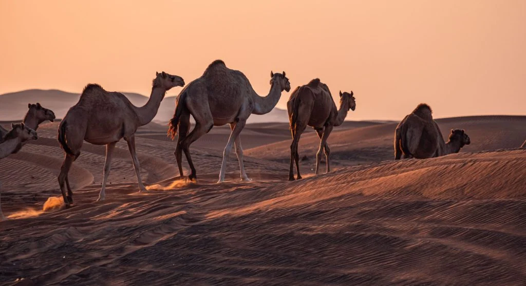 camels traveling desert landscape