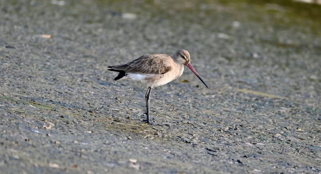 Bar-tailed godwit feeding on shore