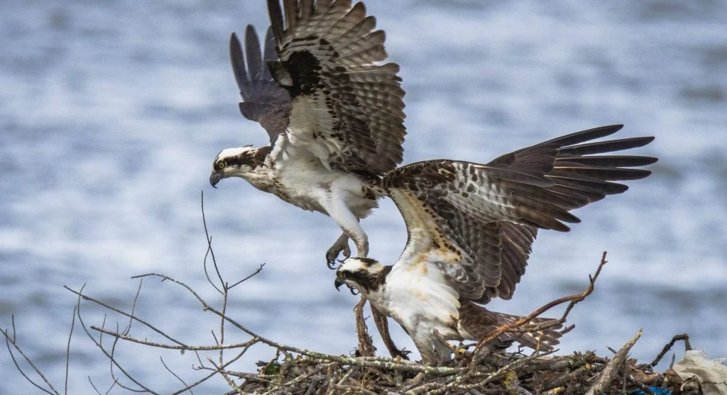 Osprey on artificial nest above wetland
